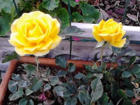 Rosas