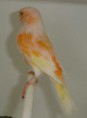 /album/galeria-de-fotos-anatomia-das-aves/sem-anilha-3-jpg/