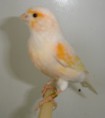 /album/galeria-de-fotos-anatomia-das-aves/arl23-jpg/